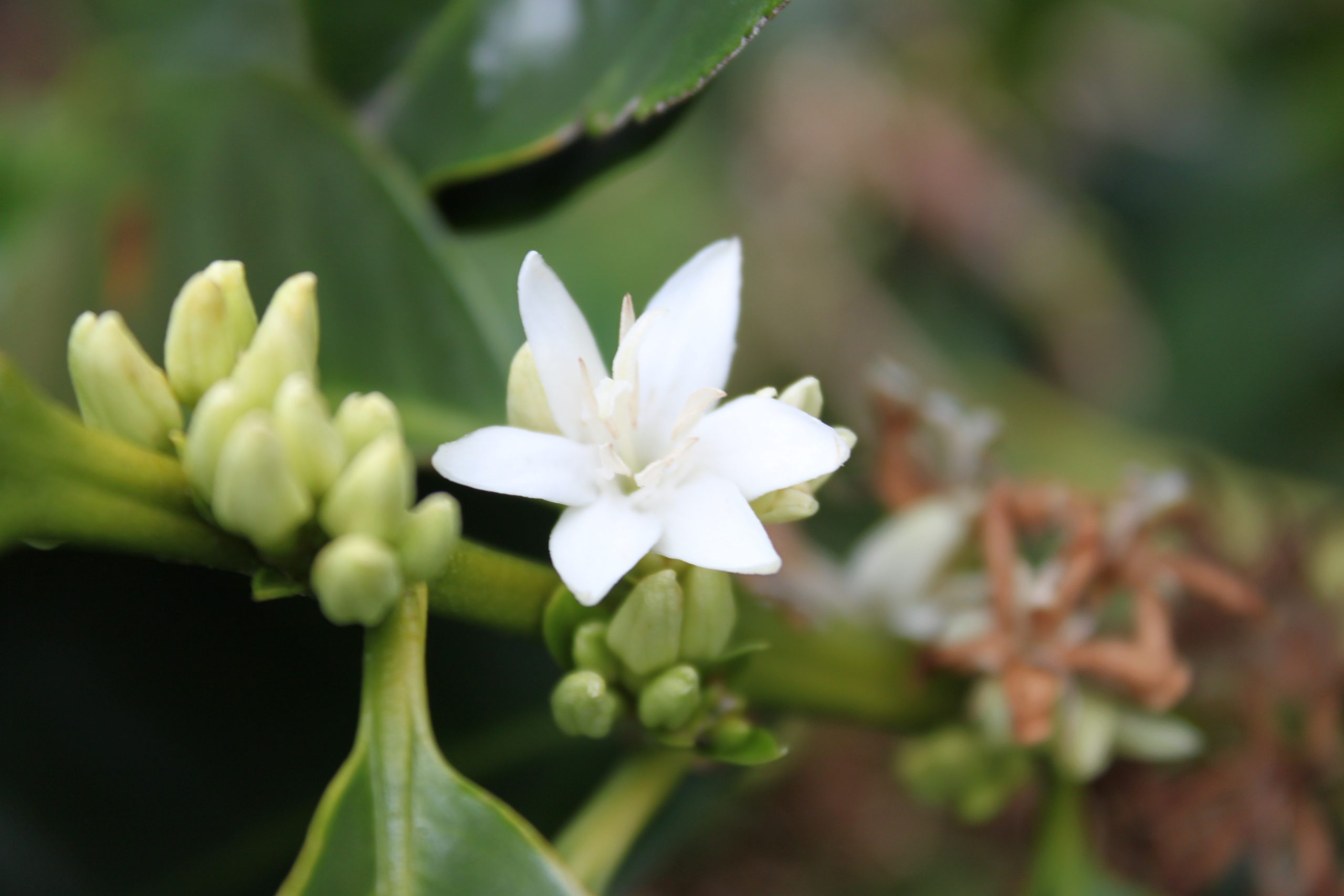 Kotowa Coffee Flower 6 Leaf