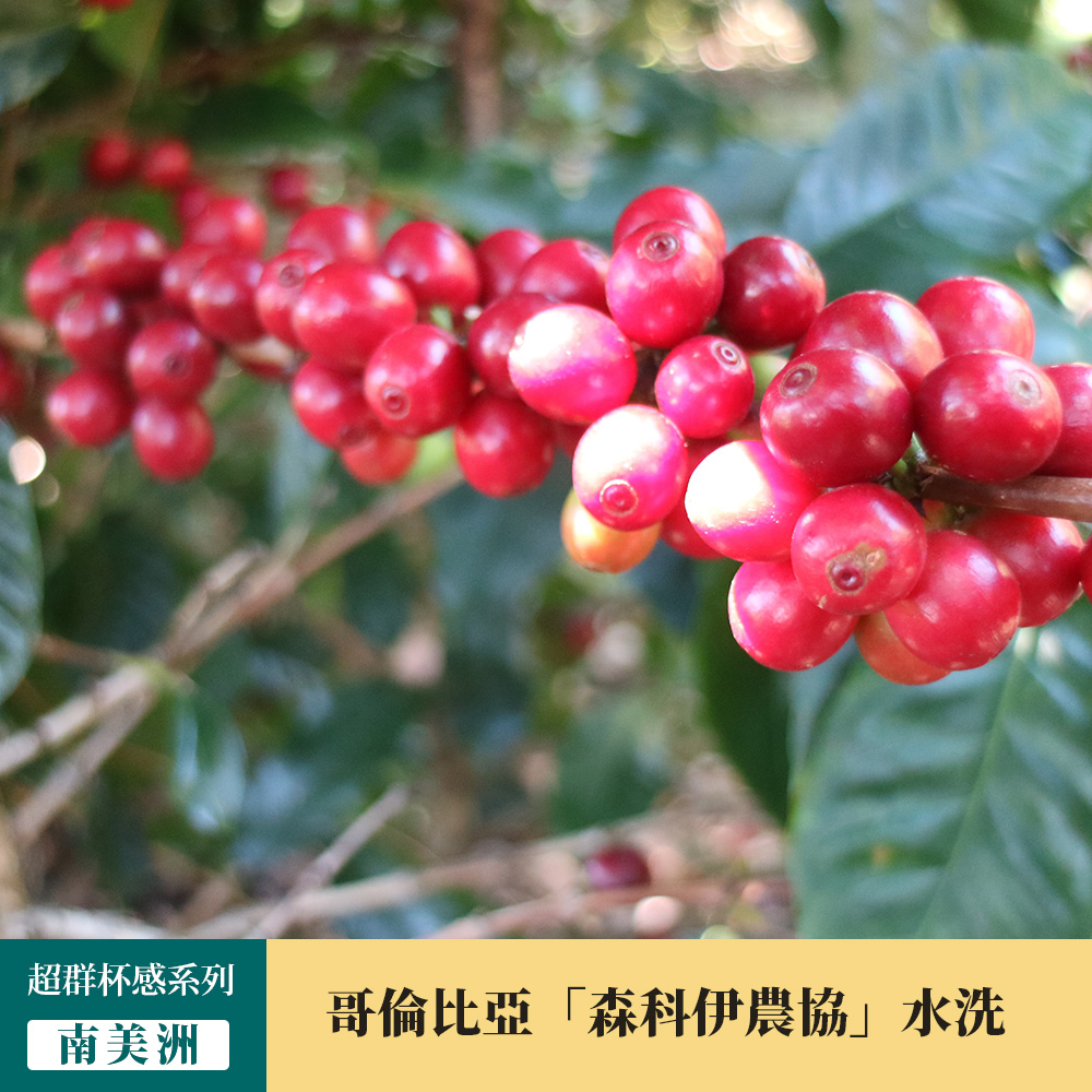【極上超群杯感系列】哥倫比亞 考卡「森科伊農協」 多品種 水洗處理 咖啡豆