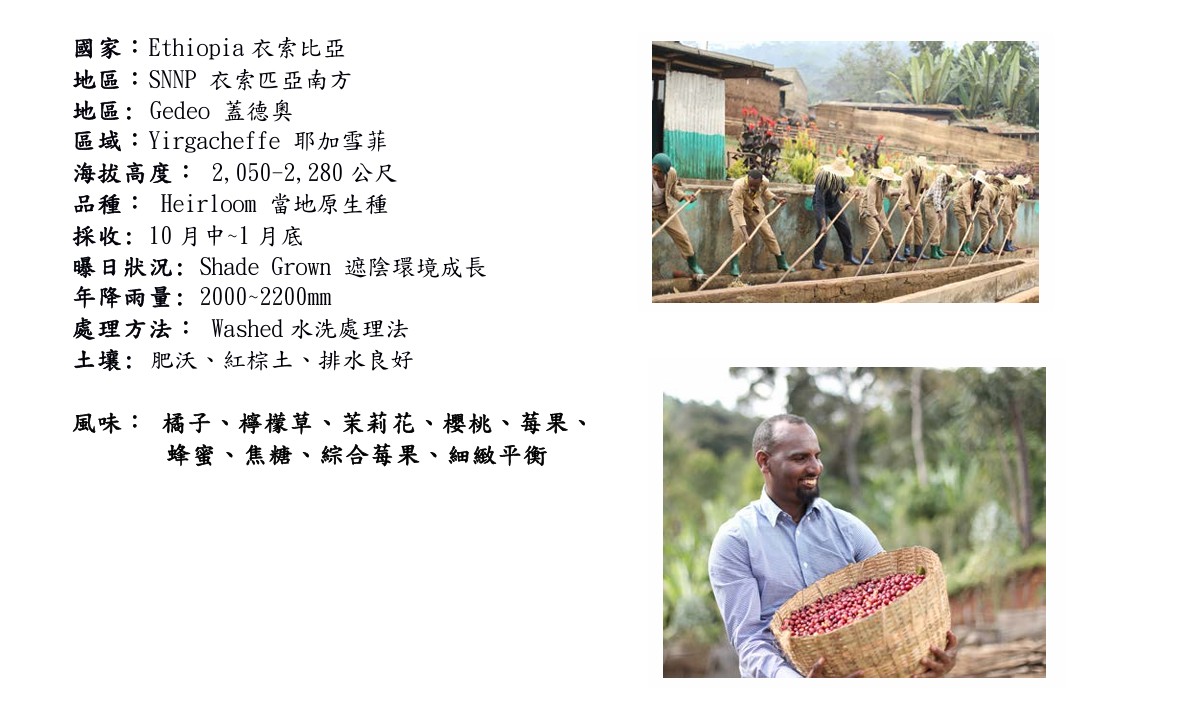 上衣索比亞 耶加雪菲 艾瑞嘉 水洗處理 G1 2025 11 29 哈亞001