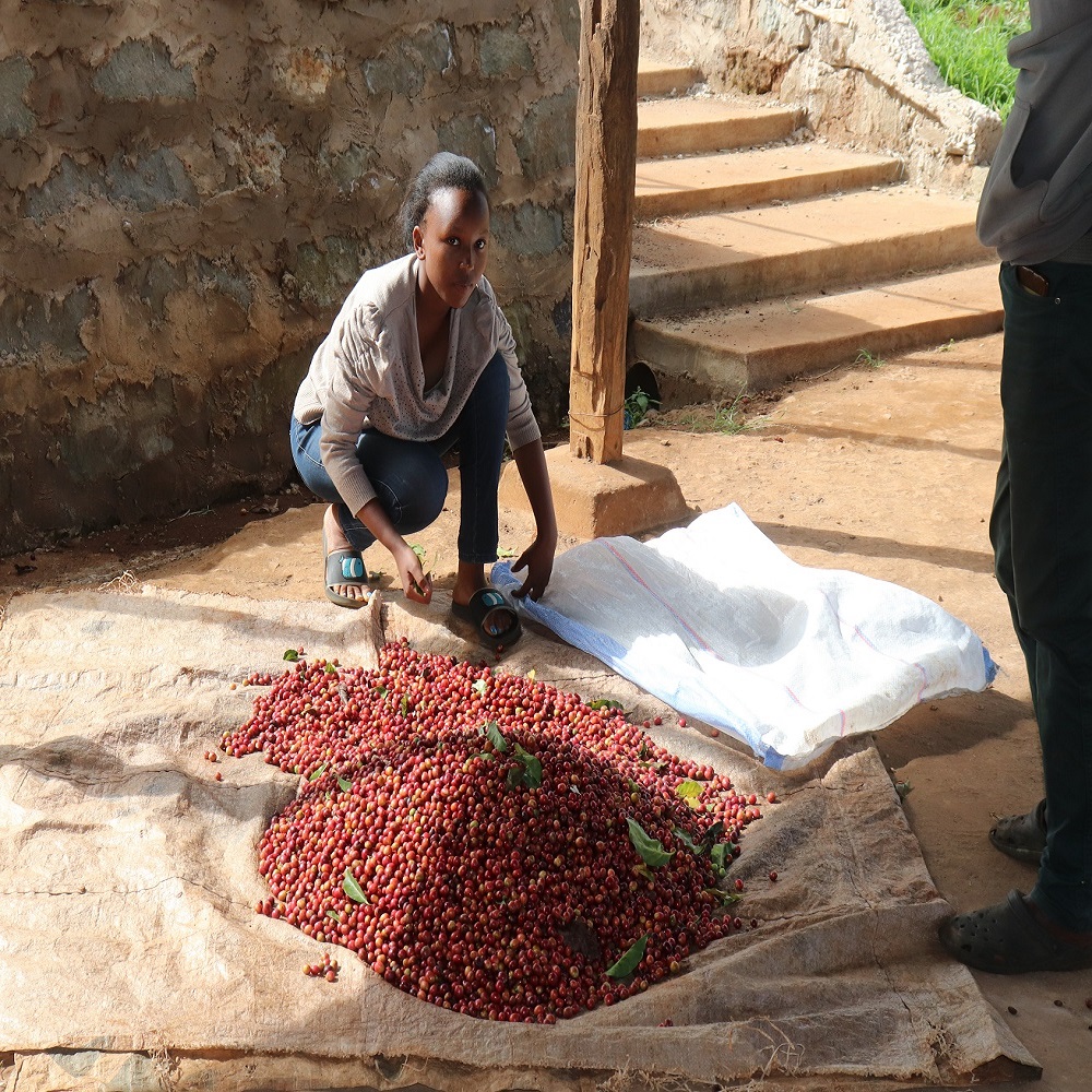 肯亞 奇里雅加 凱納穆伊 水洗 2025 11 28 000