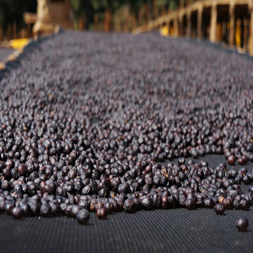 衣索比亞 古吉 羅吉查 日曬處理 G1 2024 03 04 哈亞 000